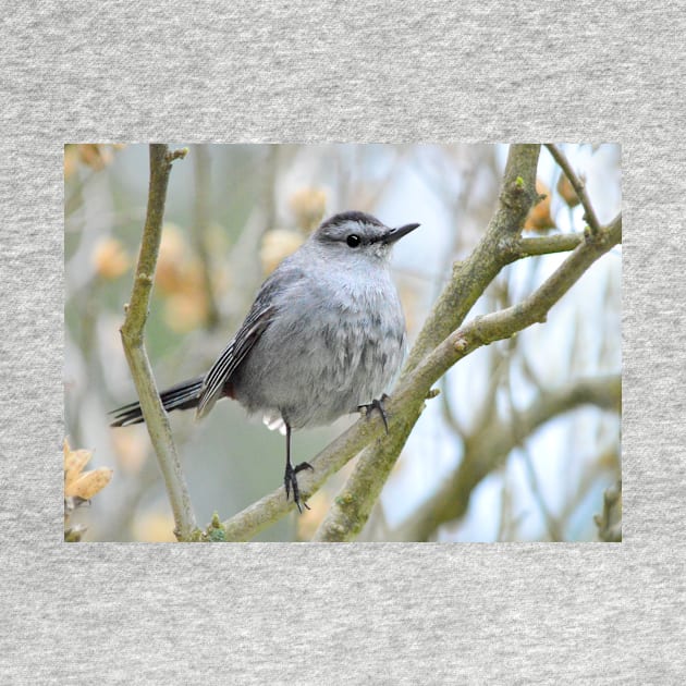 Catbird on Rose of Sharon branch by LaurieMinor